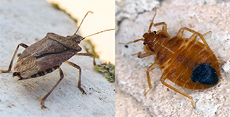 Chinches de Cama Fotos