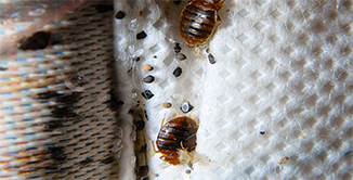 Chinches de Cama Fotos